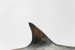 Deko Figur Shark Base 59cm