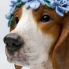 Deko Objekt Fiori Beagle 47cm
