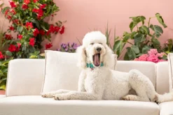 Ecksofa Infinity Ottomane Creme Rechts